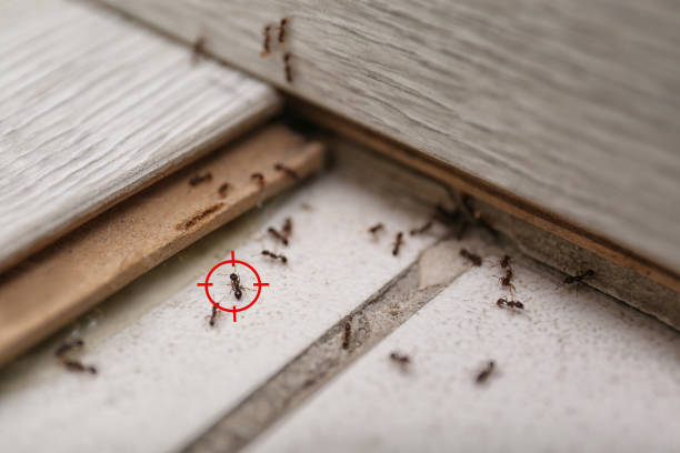 Best Local Pest Control Services  in , MT